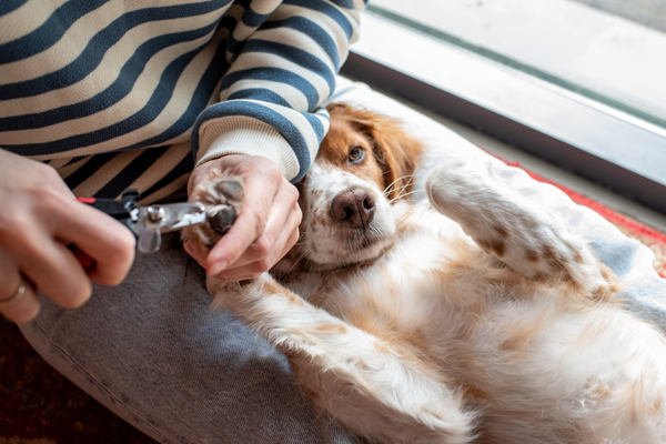 image for Broken Nails in Dogs: What to Do—and How to Make Nail Trims Easier