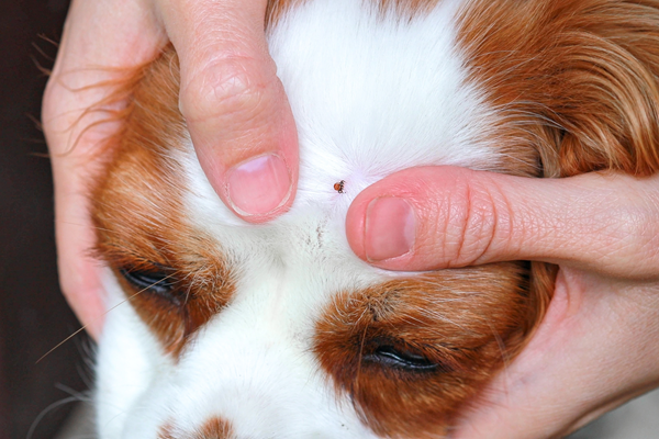 image for The Tick Talk: What Every Pet Parent Should Know Before Your Next Walk